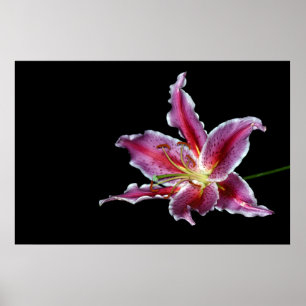 tijgerlilly print / poster / canvus - liebloem