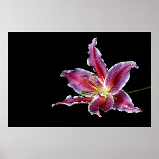 tijgerlilly print / poster / canvus - liebloem (Voorkant)