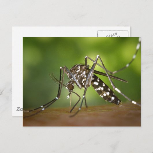 Tijgermug Briefkaart (Voorkant / Achterkant)