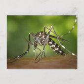 Tijgermug Briefkaart (Voorkant)