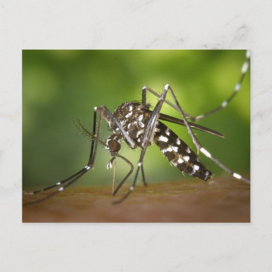 Tijgermug Briefkaart (Voorkant)