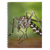 Tijgermug Notitieboek (Voorkant)