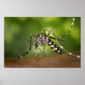 Tijgermug Poster (Voorkant)
