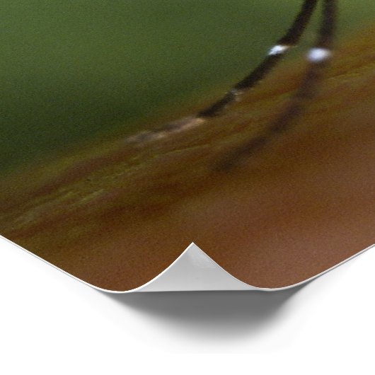 Tijgermug Poster (Hoek)