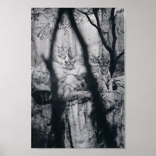 Tijgerogen Poster (Voorkant)