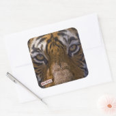 Tijgerogen Vierkante Sticker (Envelop)