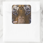 Tijgerogen Vierkante Sticker (Tas)