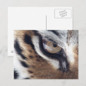 tijgeroog briefkaart (Voorkant / Achterkant)