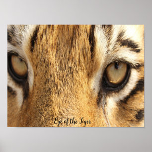 Tijgeroog Poster Grote Kat