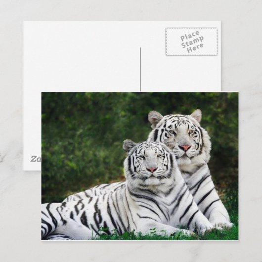 tijgerpaar briefkaart (Voorkant / Achterkant)