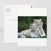 tijgerpaar briefkaart (Voorkant / Achterkant)