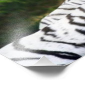 tijgerpaar foto afdruk (Hoek)