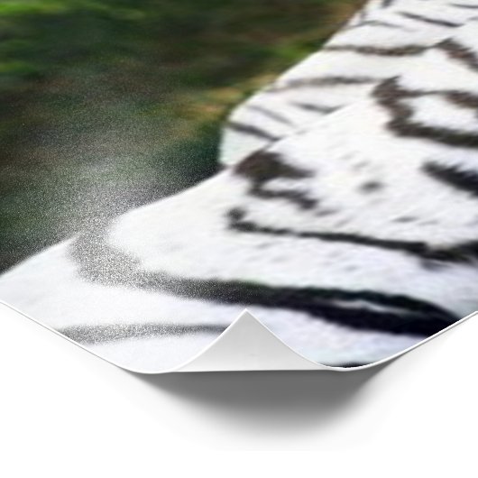 tijgerpaar foto afdruk (Hoek)