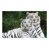 tijgerpaar foto afdruk (Voorkant)
