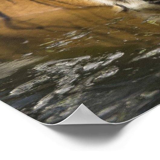 tijgerposter poster (Hoek)