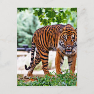 tijgerprint kat aanpassen personaliseren jubileum briefkaart
