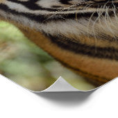 Tijgerprofiel Poster (Hoek)