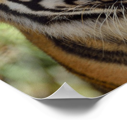 Tijgerprofiel Poster (Hoek)