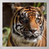 Tijgerprofiel Poster (Voorkant)