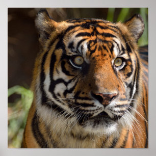Tijgerprofiel Poster