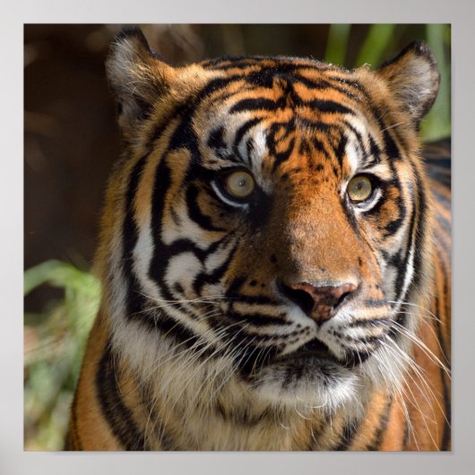Tijgerprofiel Poster (Voorkant)