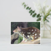 tijgerquoll briefkaart (Staand voorkant)