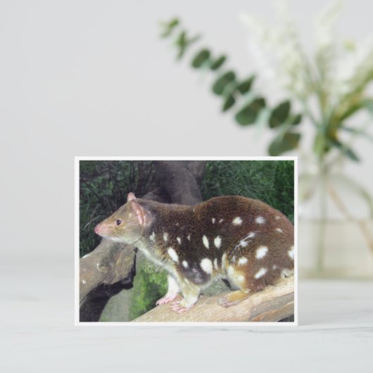 tijgerquoll briefkaart (Staand voorkant)