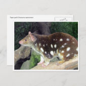 tijgerquoll briefkaart (Voorkant / Achterkant)