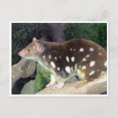 tijgerquoll briefkaart (Voorkant)