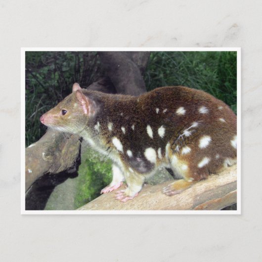 tijgerquoll briefkaart (Voorkant)