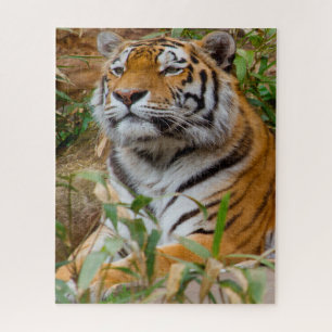 Tijgers Grote Katachtigen. Legpuzzel