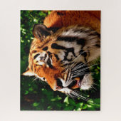 Tijgers Grote Katachtigen. Legpuzzel (Verticaal)