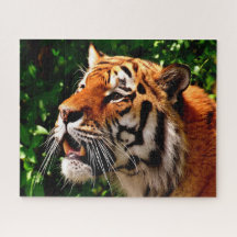 Tijgers Grote Katachtigen.