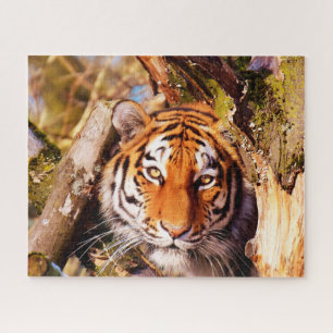 Tijgers Grote Katachtigen. Legpuzzel