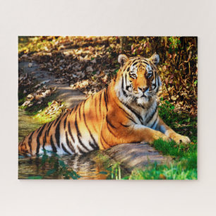 Tijgers Grote Katachtigen. Legpuzzel