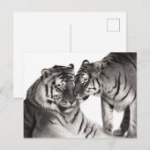 Tijgers - Handgeschilderd Wildlife Portret Briefkaart (Voorkant / Achterkant)