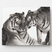 Tijgers - Handgeschilderd Wildlife Portret Fotoplaat (Voorkant)