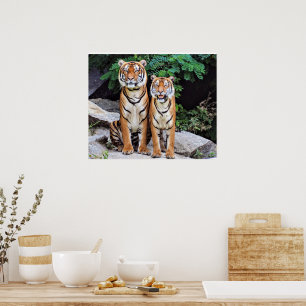 Tijgers, mannetjes en vrouwtjes, poster