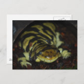 tijgersalamander briefkaart (Voorkant / Achterkant)