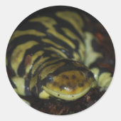 tijgersalamander ronde sticker (Voorkant)