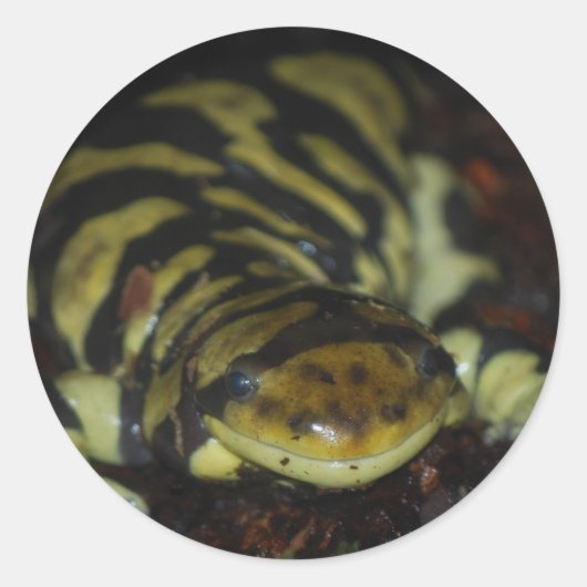 tijgersalamander ronde sticker (Voorkant)
