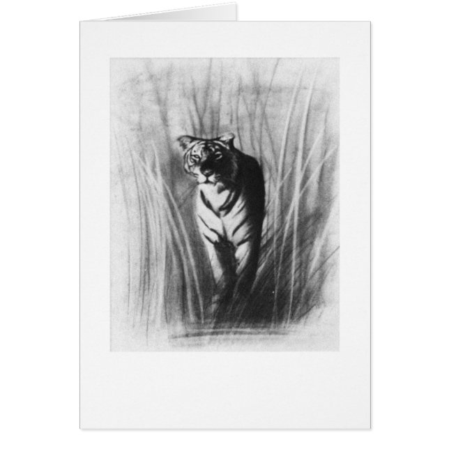 Tijgerschets (Voorkant)