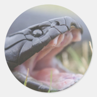 tijgerslang ronde sticker