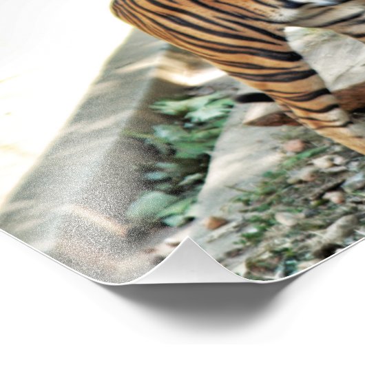 Tijgersnaringdruk Foto Afdruk (Hoek)