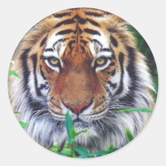 Tijgerstaart Ronde Sticker (Voorkant)