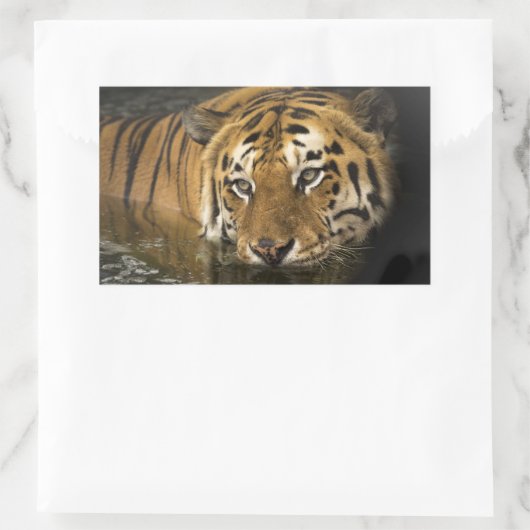 tijgerstickers rechthoekige sticker (Tas)