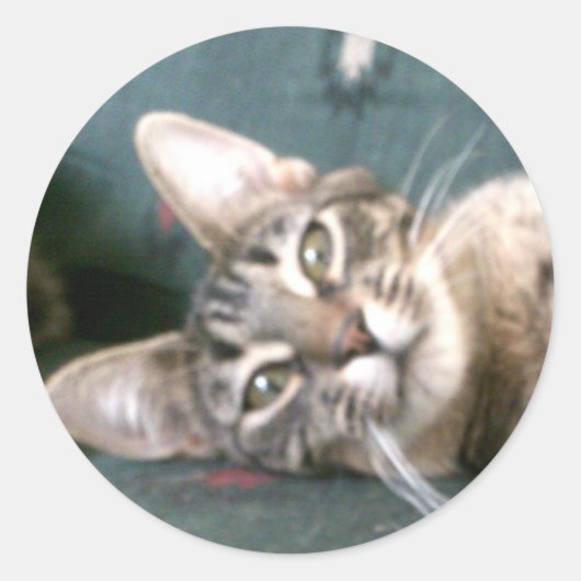 Tijgerstreep kitten Stickers (Voorkant)