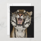 Tijgerteelt 2 briefkaart (Voorkant / Achterkant)