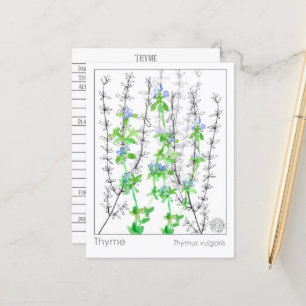 Tijm Kruid Materia Medica Kaarten Kruidenstudie