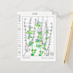 Tijm Kruid Materia Medica Kaarten Kruidenstudie